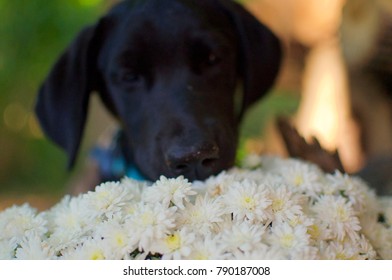 A Black Labrador Retriever Puppy Sniffing A Bouquet Of White Fall Mums Near A Neat Stack Of Logs In A Wooded Area On An Early Fall Day