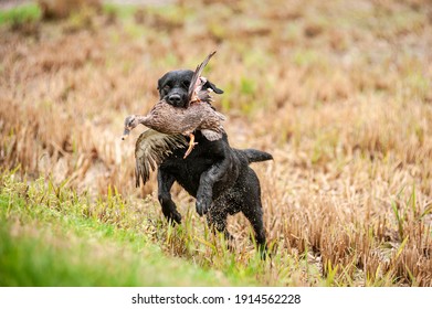 Black Labrador Retriever is running and fetching a duck. Duck hunting, labrador is retrieving game to hunter - Powered by Shutterstock