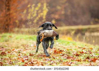 Black Labrador Retriever is running and fetching a duck. Duck hunting, labrador is retrieving game to hunter - Shutterstock ID 1914562240