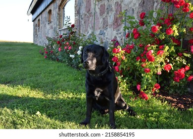 A Black Labrador Retriever Sitting On The Grass Next To Roses In The House Garden