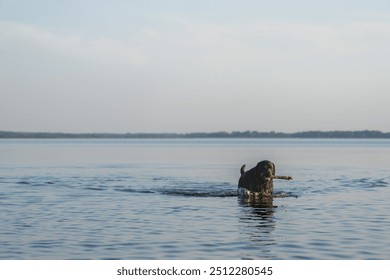 A black Labrador Retriever is swimming in the Lake.  - Powered by Shutterstock