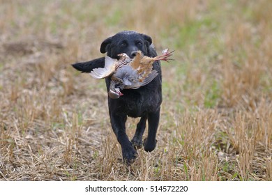 Black Labrador Retrieving  Partridge On Shoot Mid November Norfolk England UK