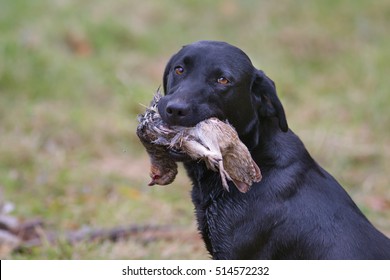 Black Labrador Retrieving  Partridge On Shoot Mid November Norfolk England UK