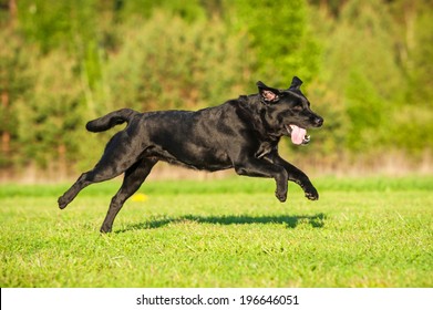 Black Labrador Running