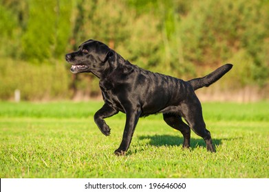 Black Labrador Running