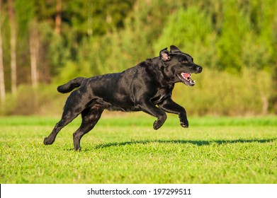 Black Labrador Running