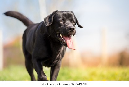 Black Labrador Running