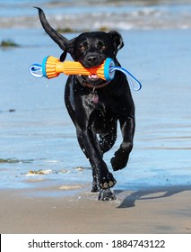 Black Labrador running at the beach with an orange toy
