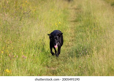 Black Labrador Running Up Hill