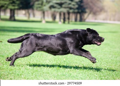 Black Labrador Running In The Park