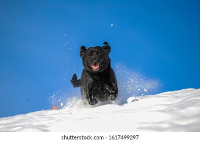 Black labrador running through snow with blue sky back ground