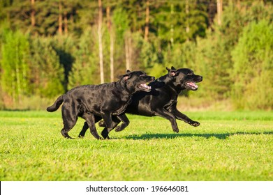 Black Labrador Running With A Toy