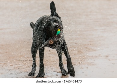  Black Labrador shake's off the water from his fur