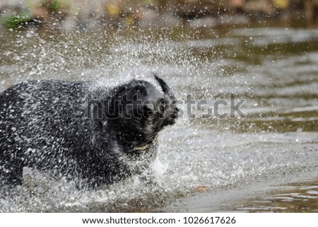 Similar – water rat Pet Labrador