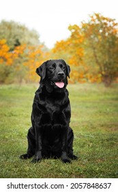 black labrador sits on the grass against the background of a yellow-green forest