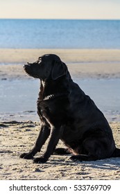 Black Labrador Sitting At The Beach Self Control With Treat