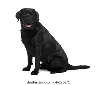 Black Labrador sitting in front of white background, studio shot