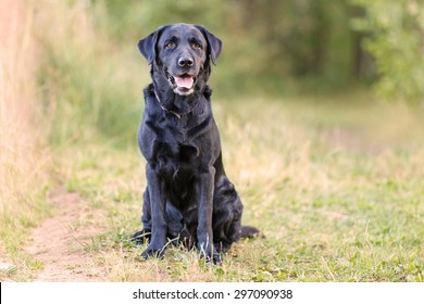 47,892 Lab sitting Images, Stock Photos & Vectors | Shutterstock