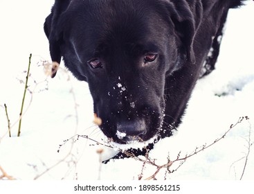 Black Labrador Sniffing Through The Snow