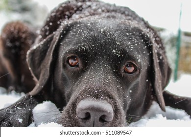 black labrador in the snow