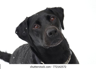 Black Labrador in the Snow