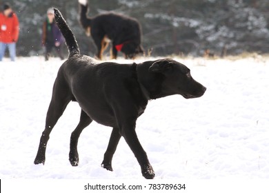 black labrador walking on snow
