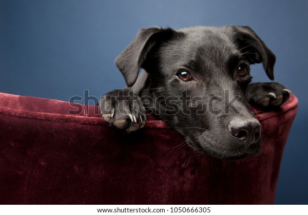 Black Labrador Whippet Cross Studio Portrait Stock Photo Edit Now