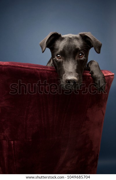 Black Labrador Whippet Mix On Blue Stock Photo Edit Now 1049685704