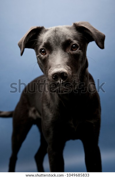 Black Labrador Whippet Mix On Blue Stock Photo Edit Now 1049685833