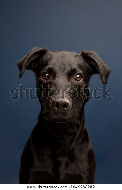 Black Labrador Whippet Mix Puppy Portrait Stock Photo Edit Now