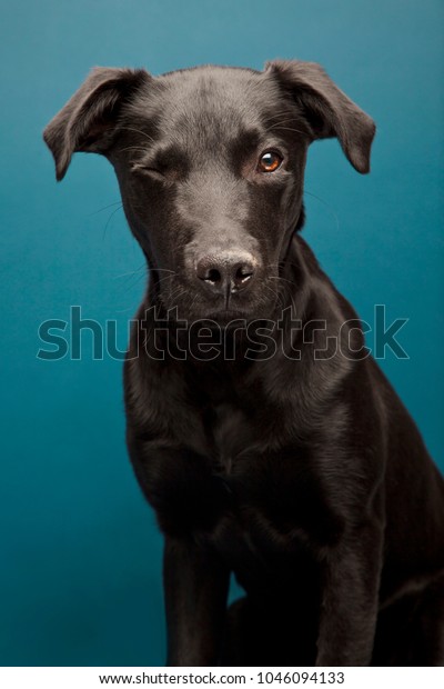 Black Labrador Whippet Mix Studio Portrait Stock Photo Edit Now