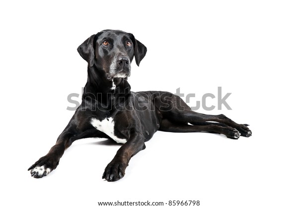 Black Labrador White Spot On Chest Stock Photo 85966798 | Shutterstock