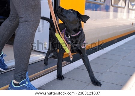 A black labrodor pup training how to exit the train