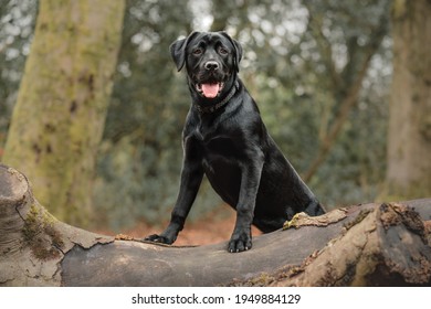 Black Labrottie Labrador Cross Rottwieler 