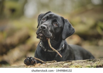 Black Labrottie Labrador Cross Rottwieler 