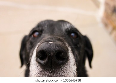 Whippet Mix Images Stock Photos Vectors Shutterstock