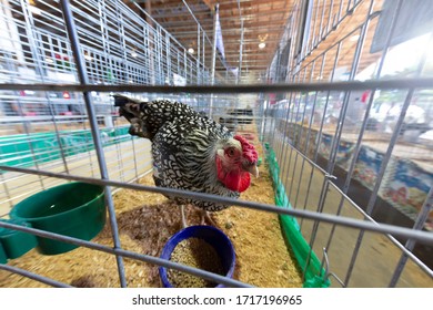 Black Laced Silver Wyandotte Chicken In Show Cage At Marion County Fair, Additional Cages In Background
