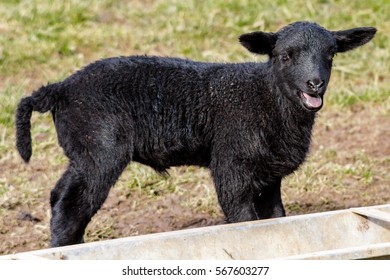 Black Lamb in a field by a feeding trough