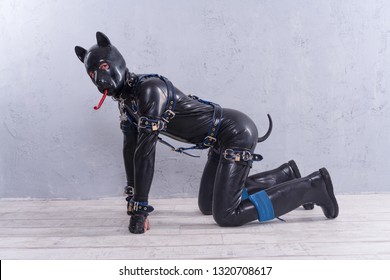 black latex man dressed in fetish dog costume on grey background