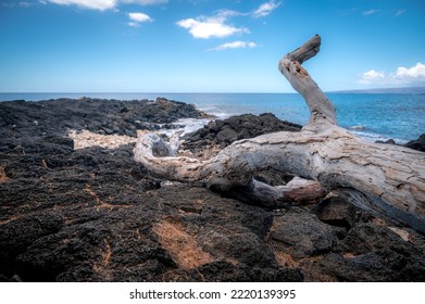 Black Lava Rocks And Driftwood At The Ocean's Edge