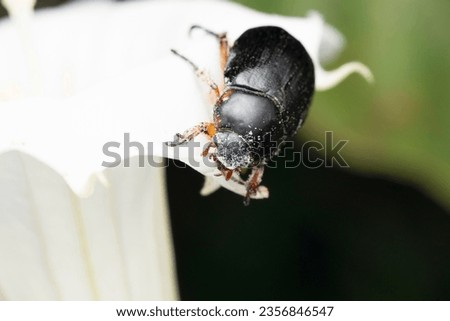 Black lawn beetle eating and pollinating datura flower, Heteronychus arator, Satara, Maharashtra, India Imagine de stoc © 
