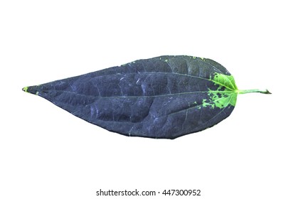 black leaf on isolated background
