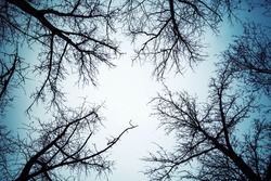 Black Leafless Trees Silhouettes Over Dark Blue Sky