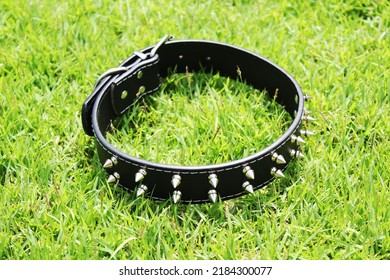 Black Leather Dog Spike Collar Isolated On Yard Background Tilt Angle