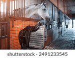 black leather saddle with waltrap hanging on wooden wall by white horse at stable or barn, professional equestrian horse riding equipment in stall