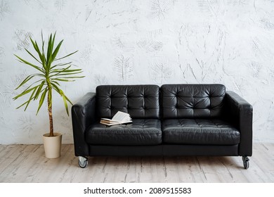 Black leather sofa in a bright room. Nearby is a large pot with ficus, on the couch is a book. Interior shot in light shades and minimalist style.