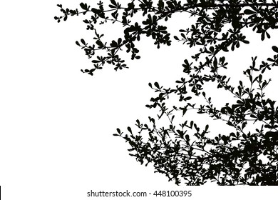 Black Leaves Tree in White Background Isolated Outdoor Plant Silhouette Branch Pattern Shape Art Paper Decoration