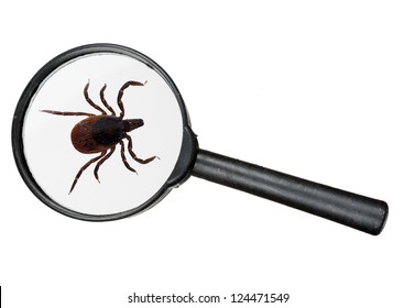 Black Legged Deer Tick As Found On Cats And Dogs - Real Magnifying Glass