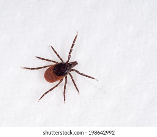 Black Legged Deer Tick On Paper Towel. Ixodes Scapularis.  Common On Cats And Dogs.