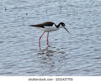 A Black Legged Stilt Standing In The River Of The California Delta 